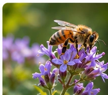 A bee gathering nectar from purple flowers