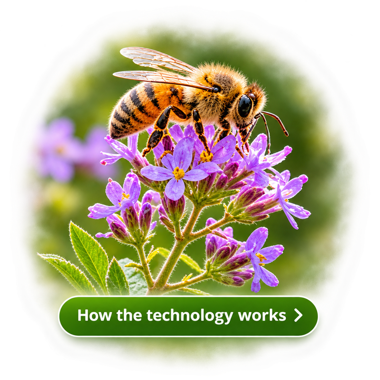 Honeybee on purple wildflowers